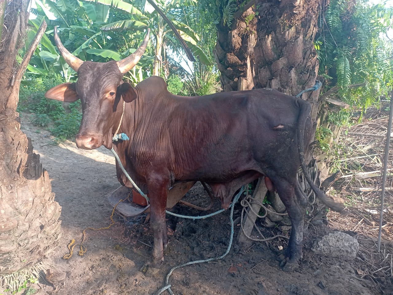 Cow
